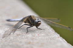 Orthetrum cancellatum